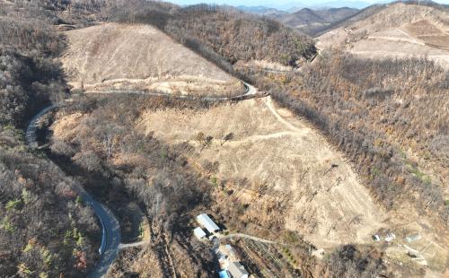 영주국유림관리소, 경북 대형산불피해지 위험목 제거