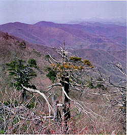 함백의 정상의 주목 군락지 (Community of Rigid-branch yew at the summit of Mt. Hambaek)