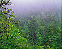 안개낀 전나무 숲(Needle fir forest veiled in mist)
