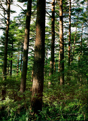 금강소나무 숲(Korean Red pine forest)