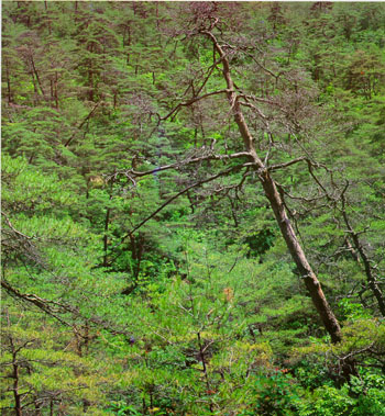 영월군 영월읍 영흥리의 장릉을 향해 누워있는 소나무 숲(Pine forest leaning towards Jangreung(tomb) in Yeongwol-gun