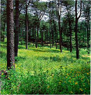잣나무 숲속의 애기똥풀(Chelidonium sinense growing in Korean pine  vforest)