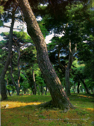 밀양시 산내면 남명리의 소나무 숲(Pine forest in Nammyeong-ri. Miryang-si)