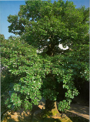울산군 태촌면 고연리의 200년생 떡갈나무(200years old Damyo oak tree standing in Ulsan-gun