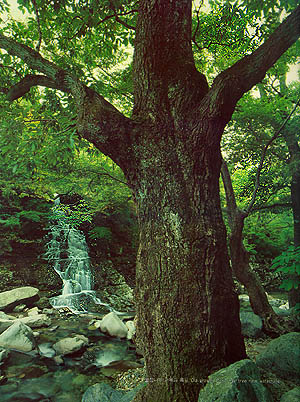 굴참나무 거목과 폭포(Old growth Cork oak tree near watertalls)