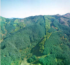 춘성군 동산면 강원대 연습림내 잣나무 숲(korean pine forest in experimental forest of Gangwon-do National University)