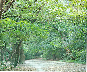 함양의 상림숲, 천연기념물 제154호(Woods for river bank stabilization in Hamyang, Natural Monument)