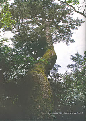 곰솔 천연기념물 제160호 (Black pine, Natural Monument)