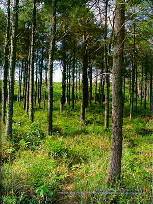 서귀포의 임목육종연구소 테다소나무 채종원(Taeda pine seed orchard of forest Genetics Research lnstitute  in Seogwipo)