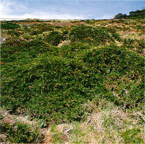 눈향나무(Sargentii juniper)