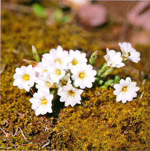 흰그늘용담(Gentiana pseudo-aquatica)