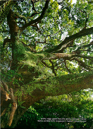 북제주군 애월면 납읍리의 후박나무와 콩짜개난 천연기념물 제182-4호(Machilus and Bulba phyllum drymoglossum in Napeup-ri, Natural Monument)