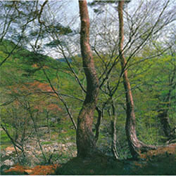천은사 주변의 숲-1 (Forest around Cheoneunsa(temple))