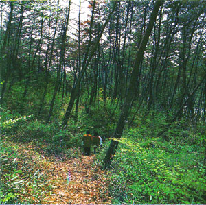 천은사 주변의 숲-2 (Forest around Cheoneunsa(temple))