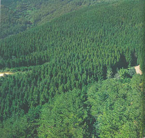 정성군 서삼면 모암리의 대단위 삼나무·편백 조림지-1(Large-scaled plantation of Japanese cedar and Hinoki cypress in Seosma-myeon, Jeongseong-gun)