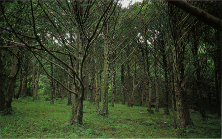 고흥 금탑사의 비자나무숲
