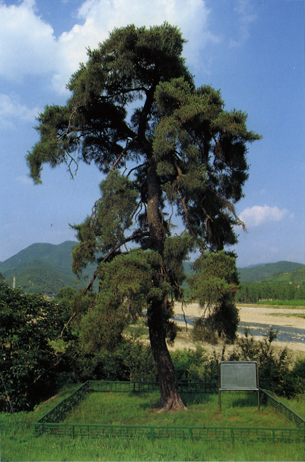 청도 동산리의 처진소나무
