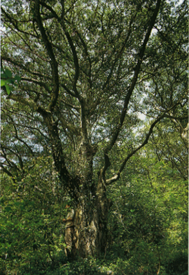 장흥 부평리의 비자나무림