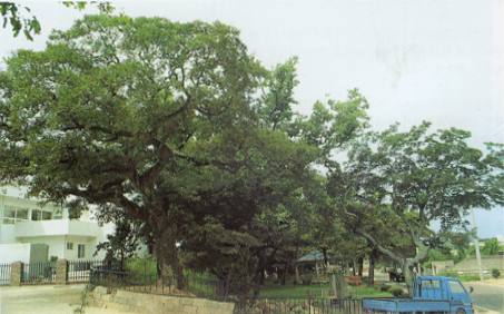 무안 목동리의 낙엽활엽수림