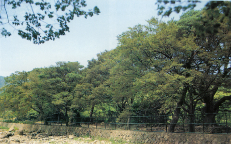 달성 정대동의 느티나무숲