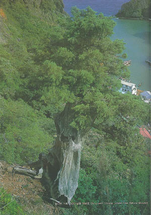 향나무 거목, 천연기념물 제48호 Old growth Chinese junese juniper tree, Natural Monument)