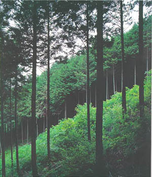 정성군 북하면 월성리의 편백 숲(Hinoki cypress forest in Wolseong-ri)