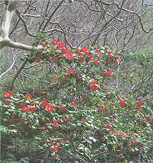 선운사의 동백 숲, 천연기념물184호(Common Camellia forest at Seonunsa(temple), Natural Monument)