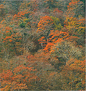 가야산의 추색(Autumnal scenery of (Mt. )Gayasan)