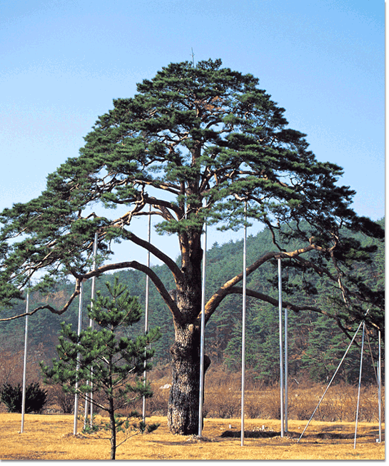 [속리산의 정이품소나무(천연기념물 제103호)]