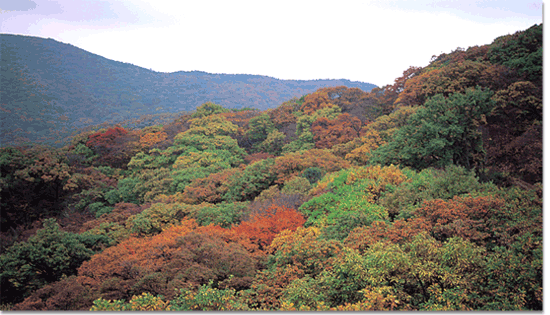 [광릉 소리봉 일대의 천연활엽수림]