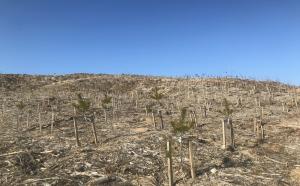 동부지방산림청, &#39;2050 탄소중립&#39; 기여를 위해 나무심기 본격 추진