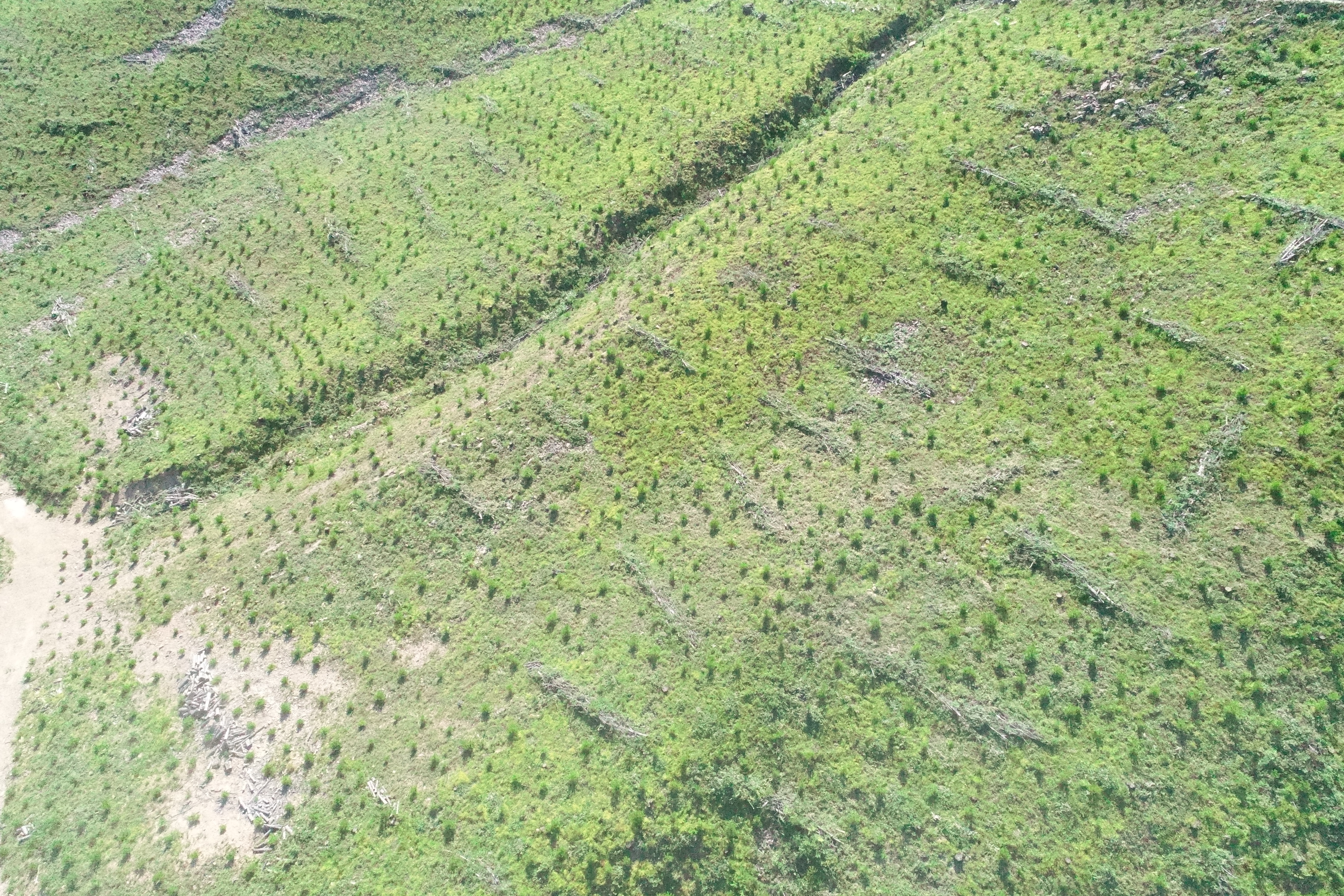 동부지방산림청, 국민참여 탄소중립 숲 조성행사 추진 이미지1