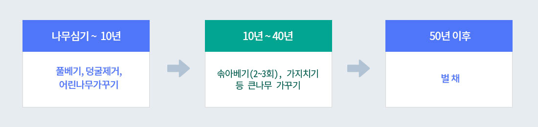 나무심기~10년 : 풀베기, 덩굴제거, 어린나무가꾸기→ 10년 ~ 40년 : 솎아베기(2~3회), 가지치기 등 큰나무 가꾸기→ 50년이후 : 벌채